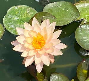 Water Lily Peaches and Cream