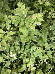 Flamingo Variegated Water Celery