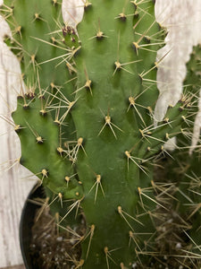 Slim Spiny Cactus