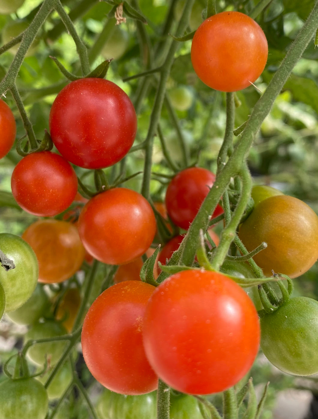 Tomato Super Sweet 100 Cherry