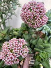 Load image into Gallery viewer, Crassula Springtime