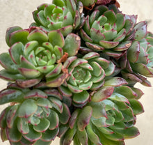 Load image into Gallery viewer, Echeveria Minima