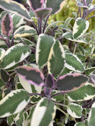 Sage Tricolor