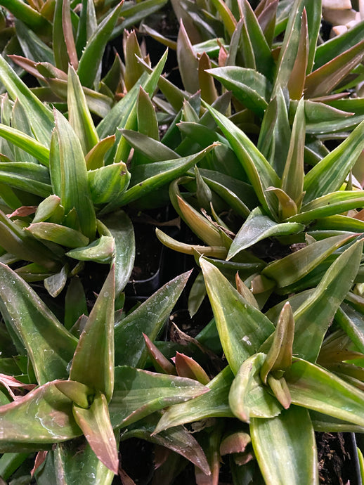 Black Gem Aloe