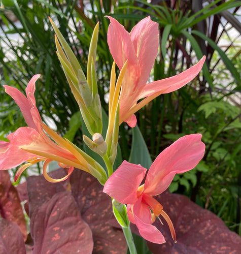 Canna Long Wood Pink