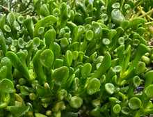 Load image into Gallery viewer, Hobbit Crassula