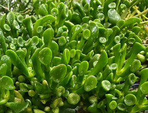 Hobbit Crassula