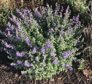 Walkers Low Catmint