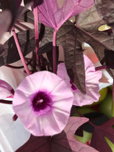 Load image into Gallery viewer, Sweet potato vine