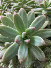 Load image into Gallery viewer, Pachyveria Blue Pearl