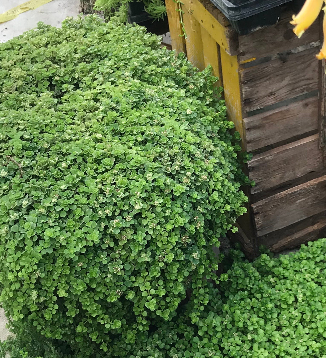 Pilea Baby Tears Large Leaf