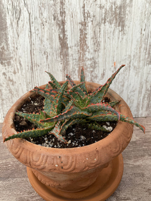 Christmas Aloe