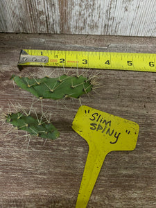 Slim Spiny Cactus