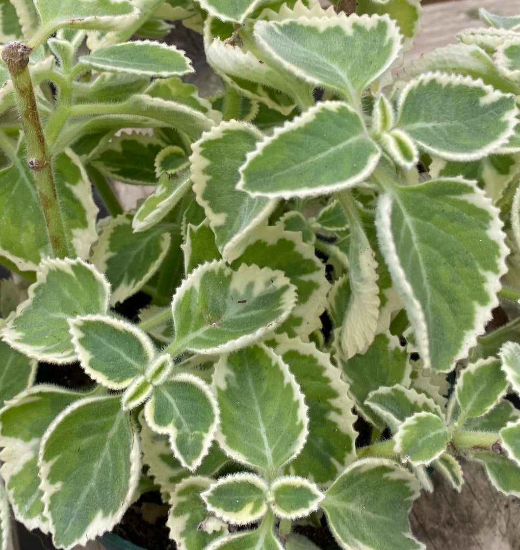 Variegated Cuban Oregano