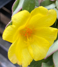 Load image into Gallery viewer, Purslane