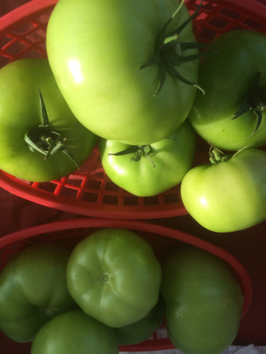 Green Tomatoes (Small Basket)