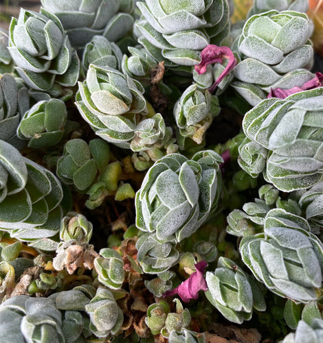 Crassula Ivory Pagoda