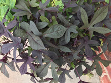 Load image into Gallery viewer, Sweet potato vine