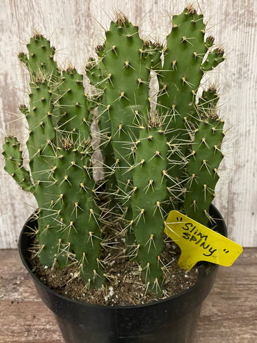 Slim Spiny Cactus