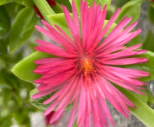 Load image into Gallery viewer, Baby Sun Rose Ice Plant
