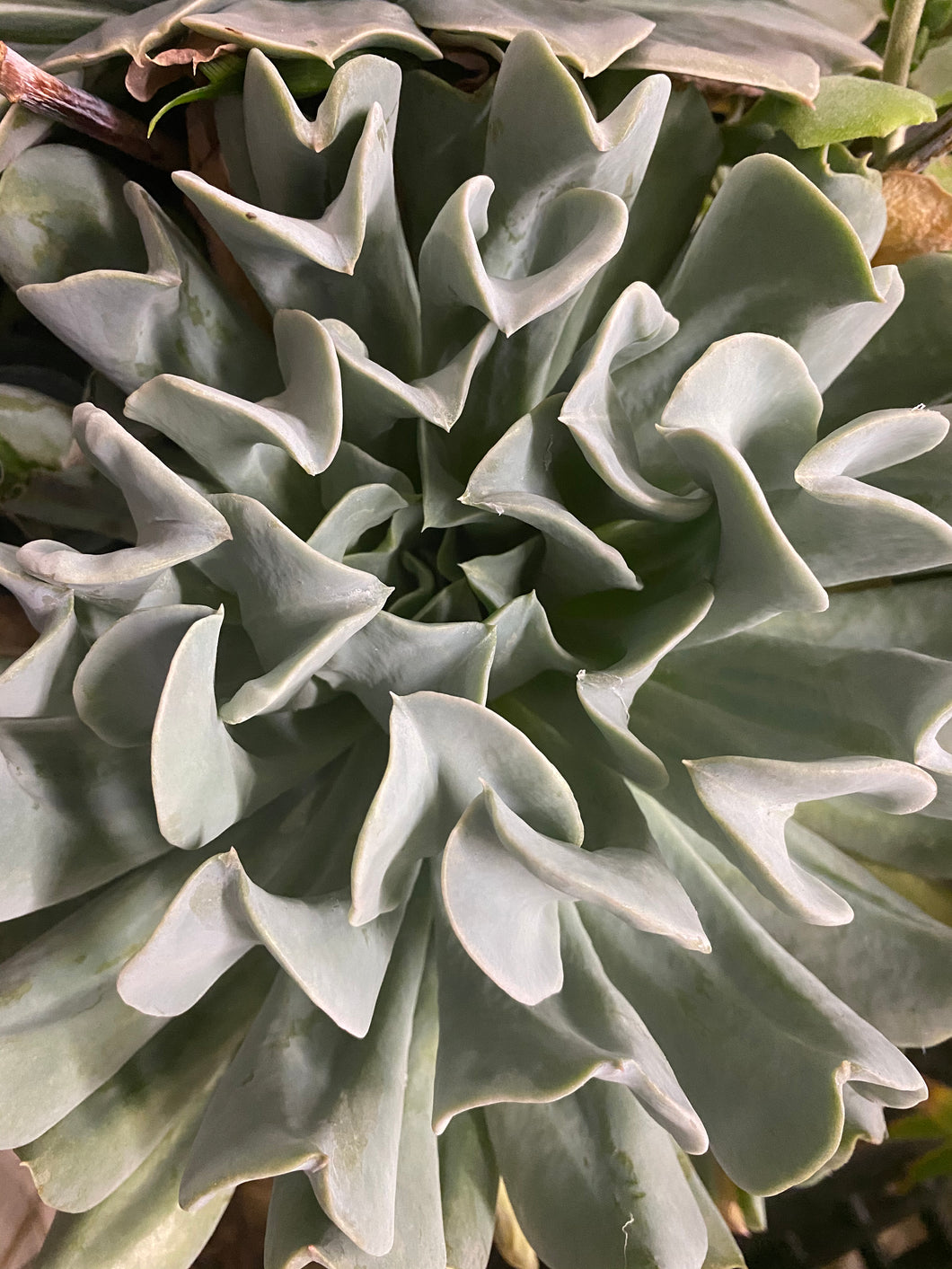 Topsy Turvy Echeveria