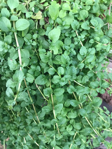 Mint Pennyroyal