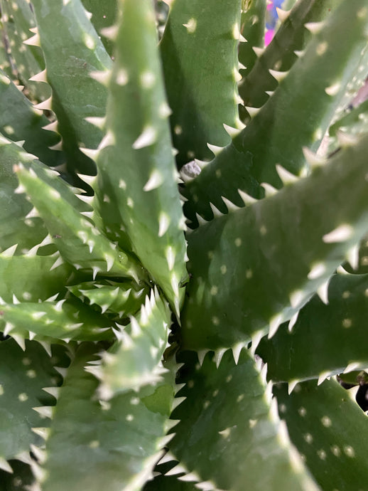 Aloe Crosby’s Prolific