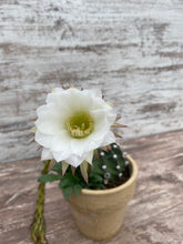 Load image into Gallery viewer, Cactus Dominoe