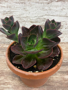 Echeveria Eliza