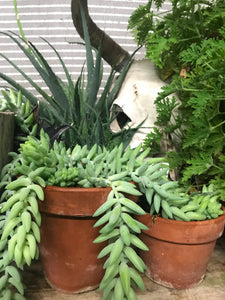 Donkey Tails