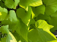 Load image into Gallery viewer, Sweet potato vine