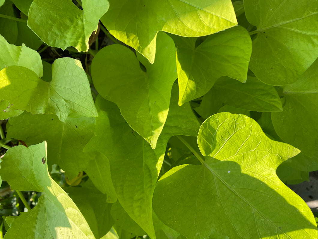 Sweet potato vine