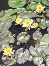 Load image into Gallery viewer, Waterlily Chromatella