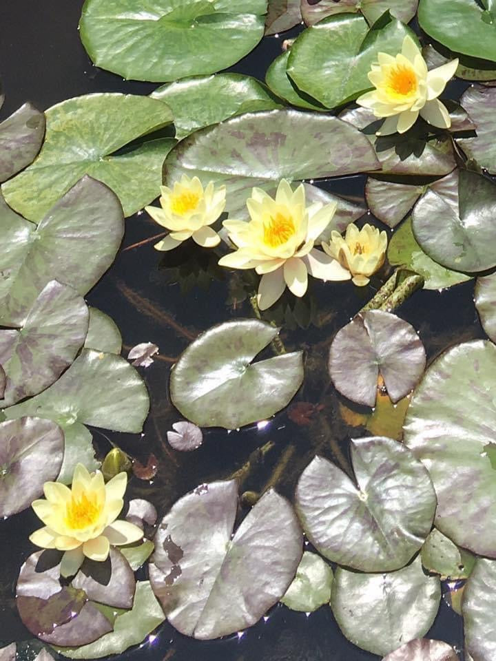 Waterlily Chromatella