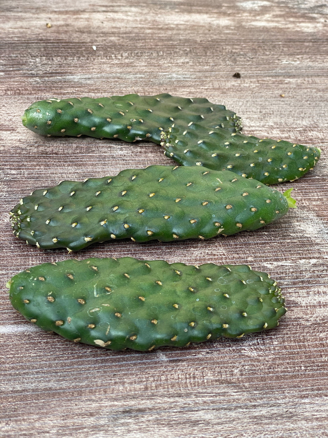 Roadkill Cactus