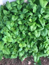 Load image into Gallery viewer, Lemon Balm