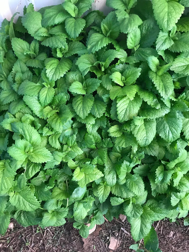 Lemon Balm