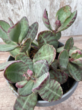 Load image into Gallery viewer, Kalanchoe Desert Suprise