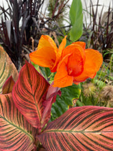 Load image into Gallery viewer, Canna Australia