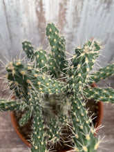 Load image into Gallery viewer, Mini Cholla