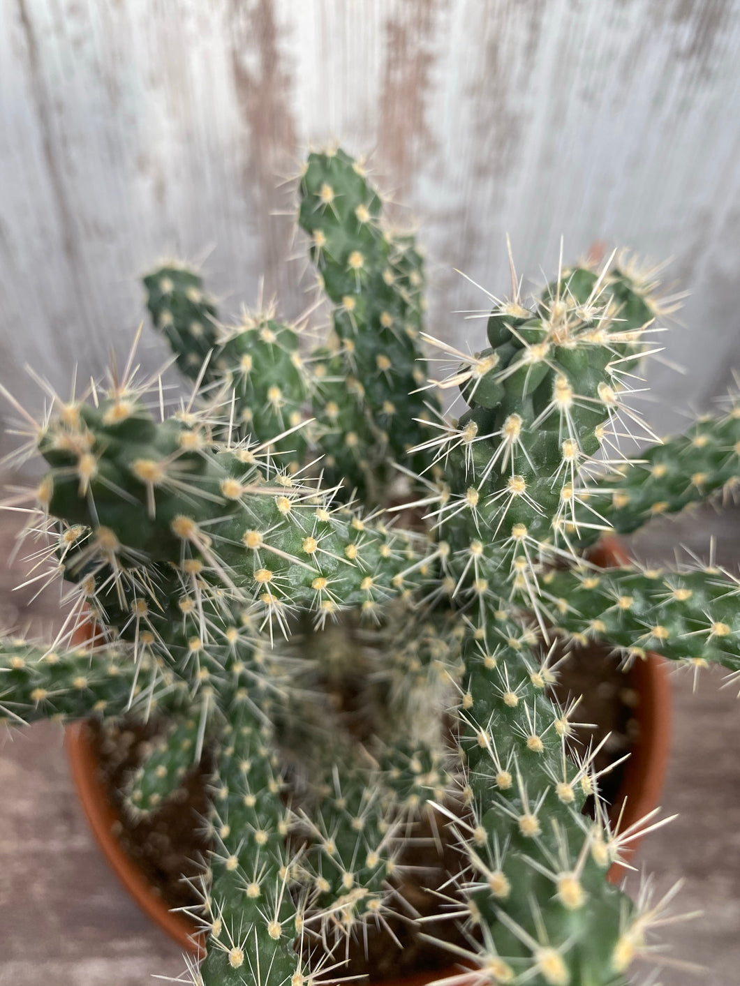 Mini Cholla