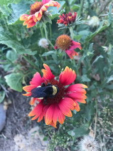 Gaillardia Arizona Sun