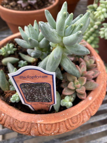 Pachyphytum Little Jewell