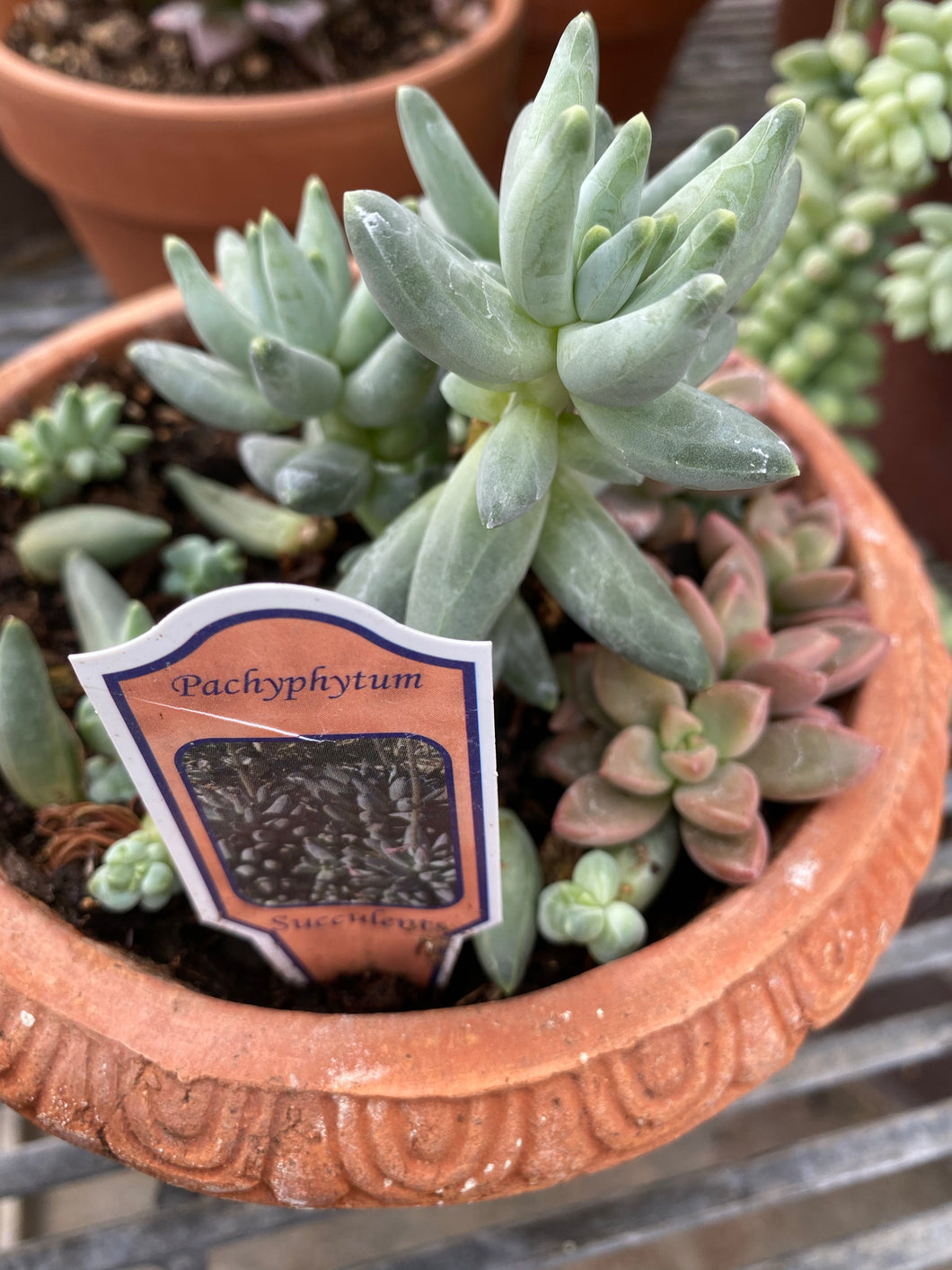 Pachyphytum Little Jewell