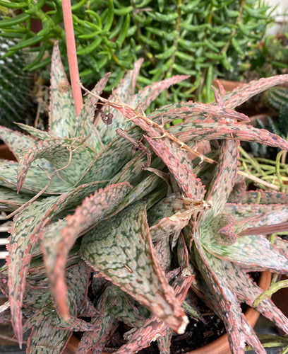 Aloe White Fox