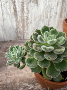 Echeveria Mexican Fire CrackerSetosa