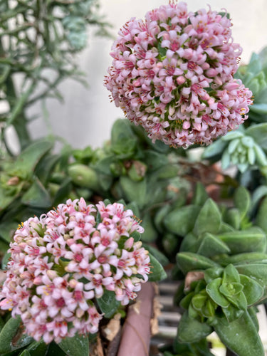 Crassula Springtime