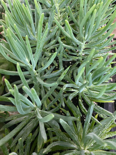 Senecio Mini Blue Chalk Sticks