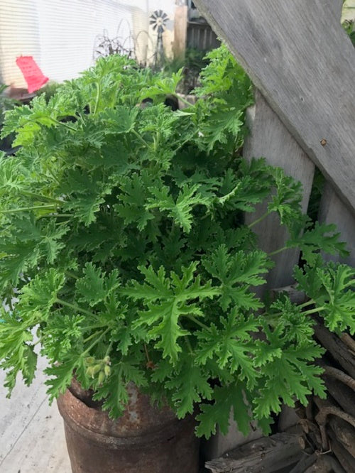 Citronella Mosquito Plant