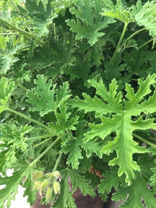 Citronella Mosquito Plant